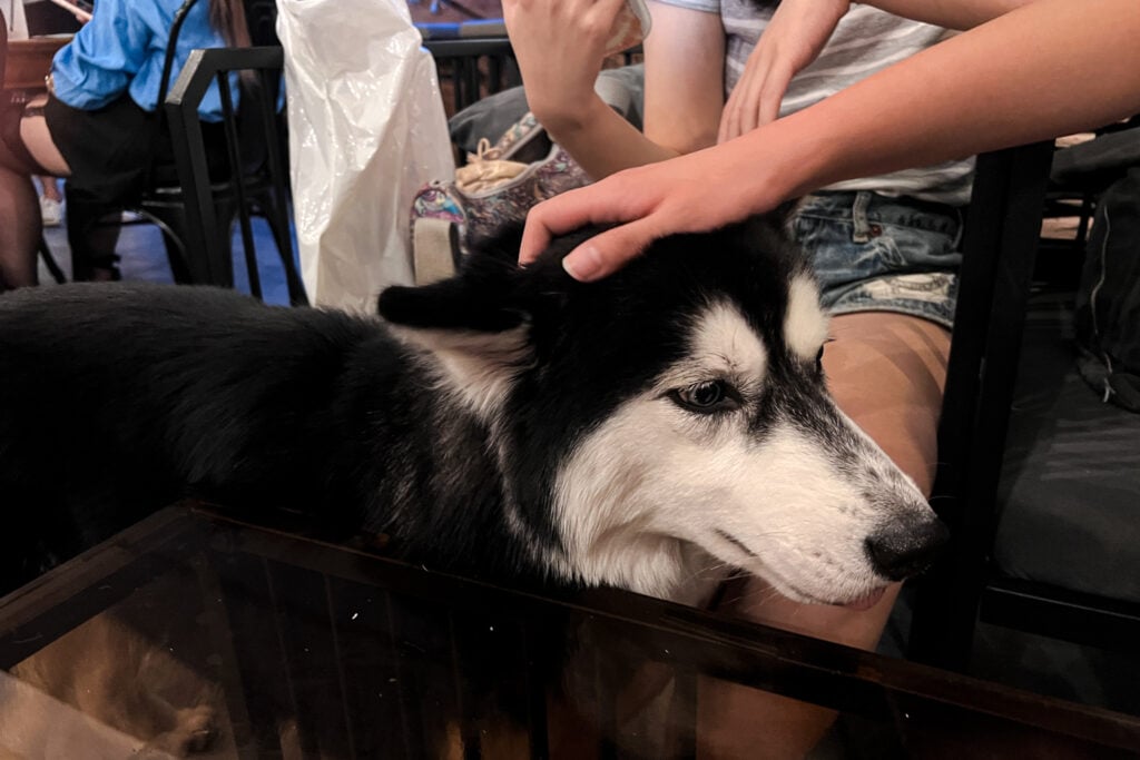 AWT Bistro下班後餐酒館 店狗哈士奇大冰奶