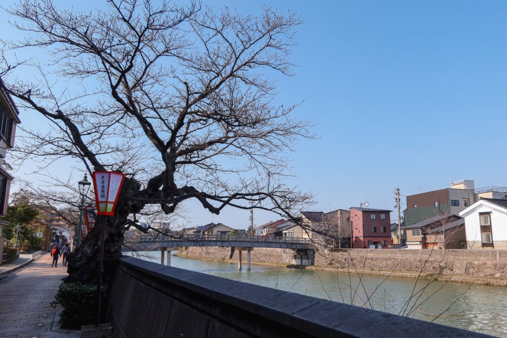 主計町茶屋街 櫻花樹，若是盛開更美