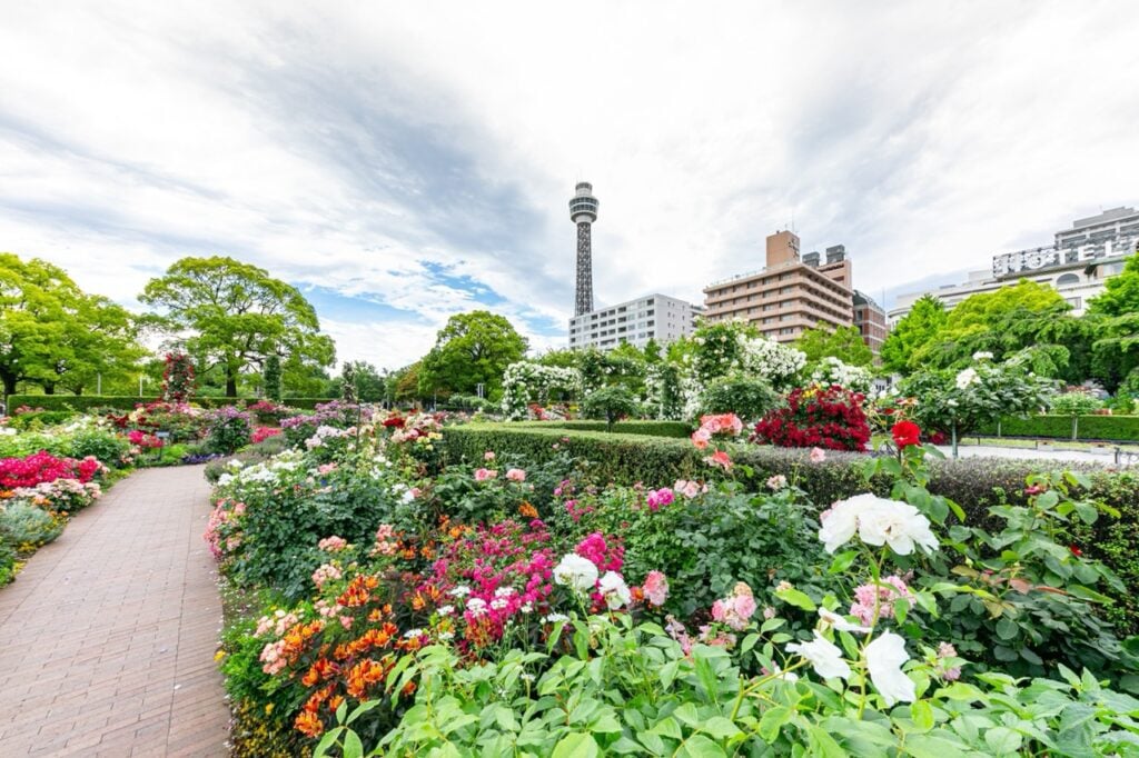山下公園 未來薔薇園（C 横浜市観光協会）