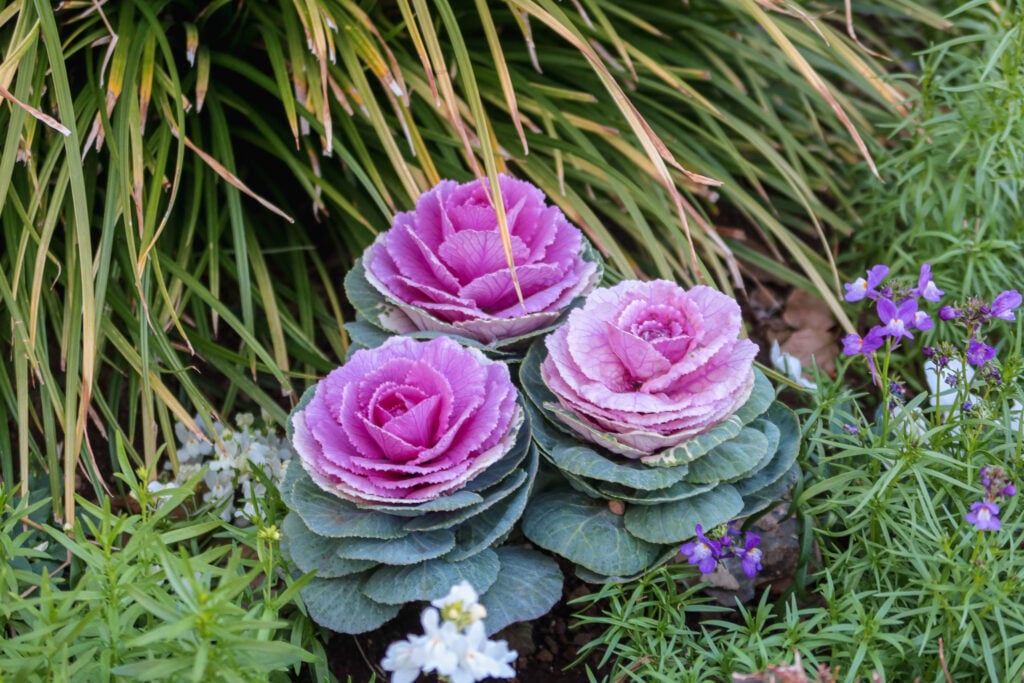 山下公園 葉牡丹